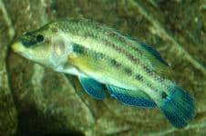 Рыба «Губан-зеленушка» фото и описание