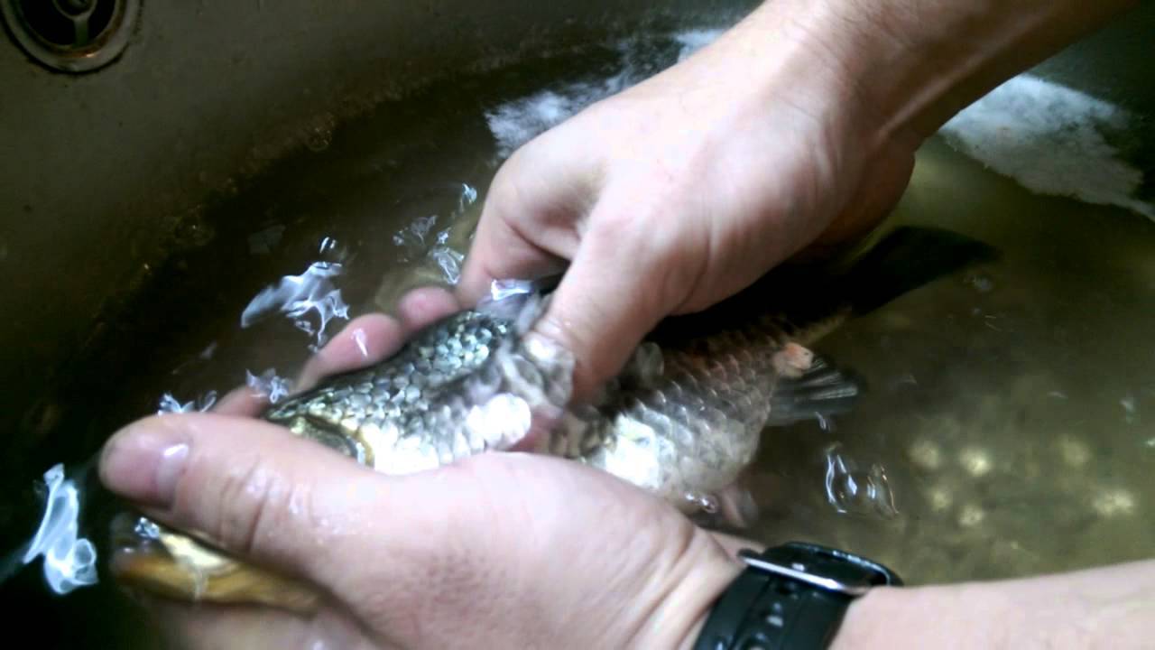 Как чистить карася от чешуи быстро. как чистить рыбу