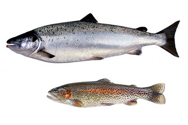 Отличия лосося от семги: определение и виды