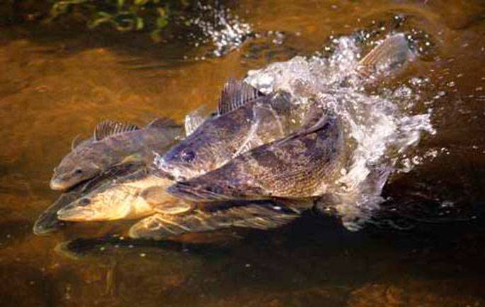 Судак рыба. образ жизни и среда обитания судака
