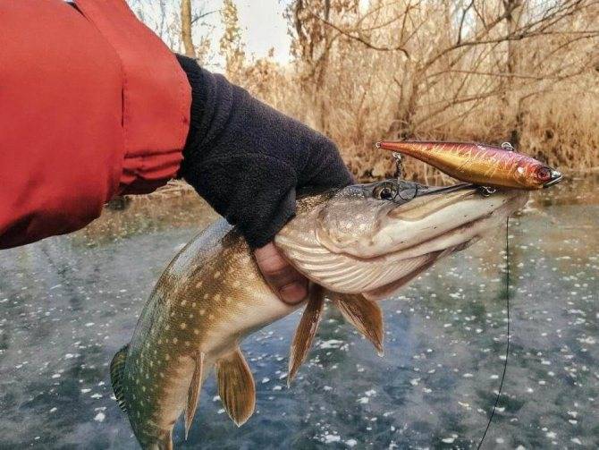 Лучшие ратлины для зимней рыбалки