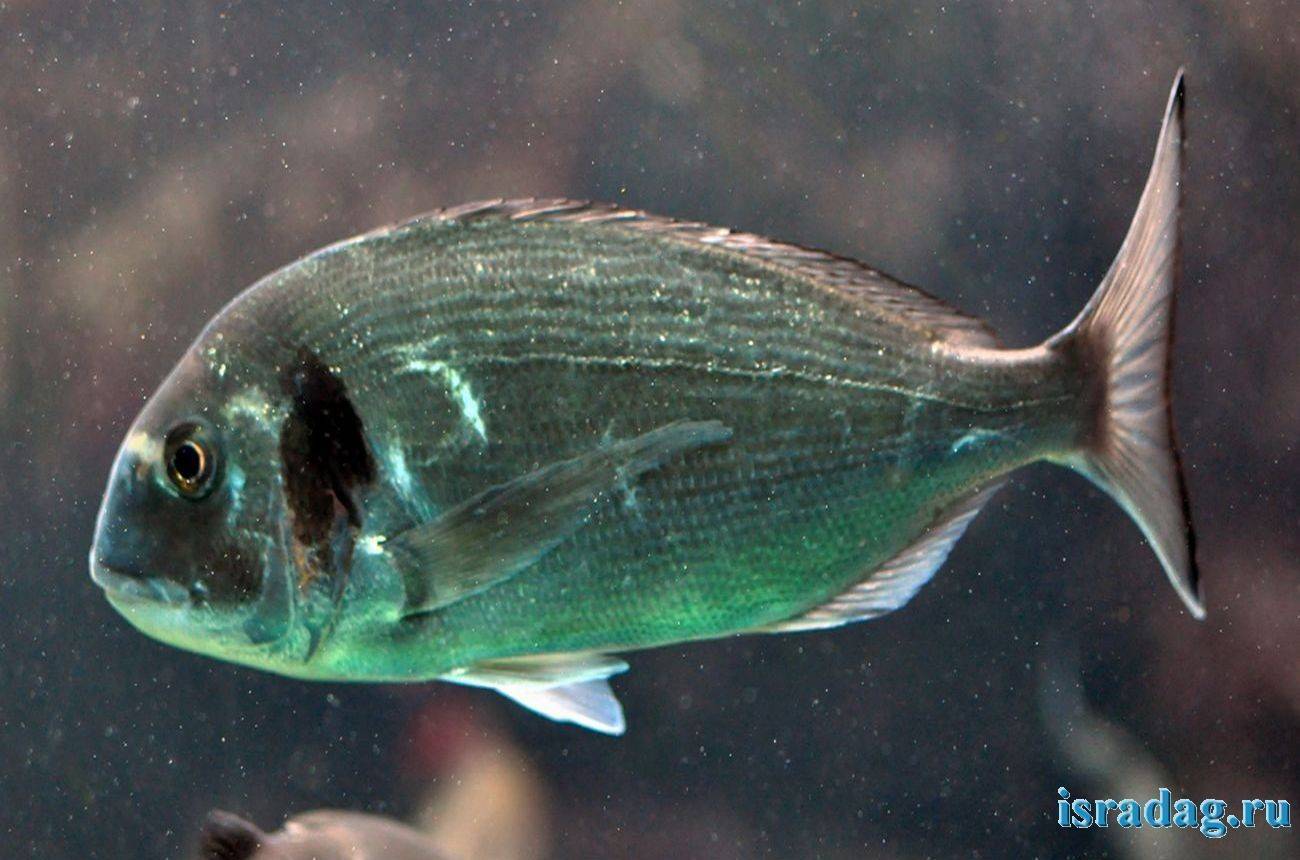 Рыба щиповка: внешний вид, описание с фото, где водится