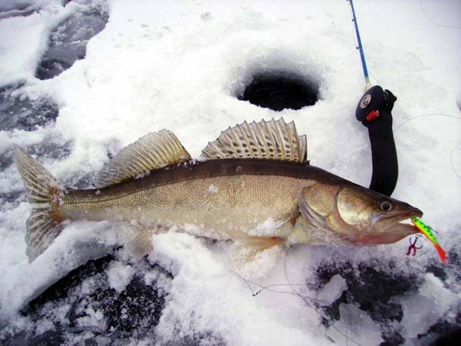 Рыбалка на судака: как поймать и на что клюет клыкастый