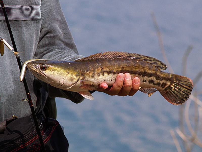 Рыбалка на амуре: особенности ловли весной, зимой или летом, какая рыба водится