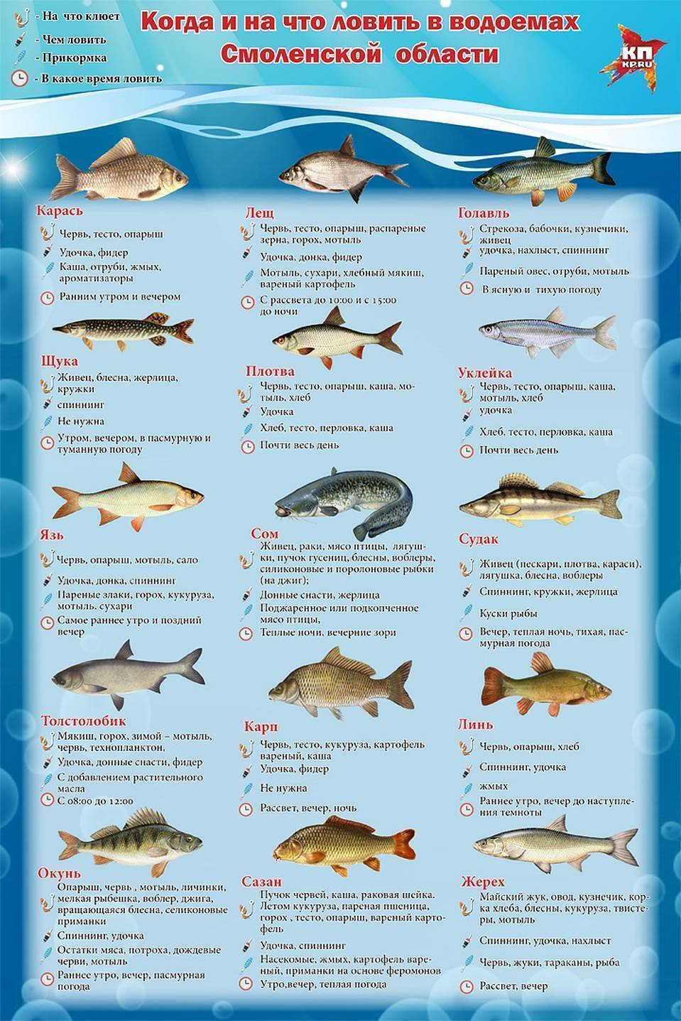 Когда клюет рыба? условия и правила перед рыбалкой