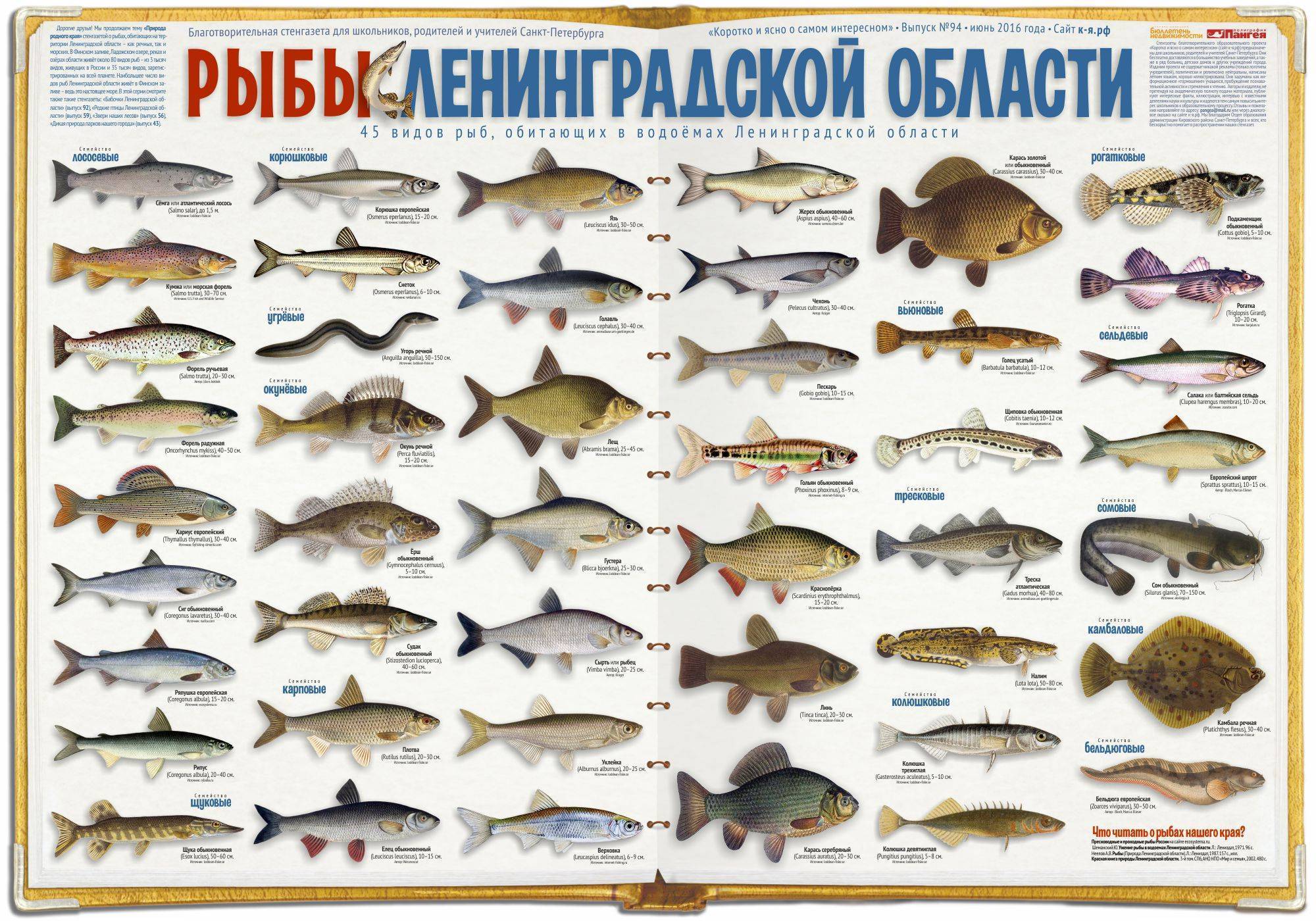 Список белой рыбы с описанием и фото