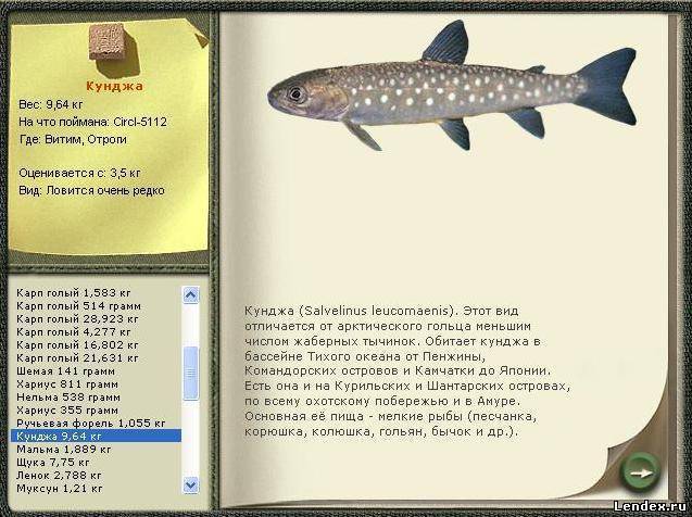Описание и рецепты приготовления полезной рыбы кунджа