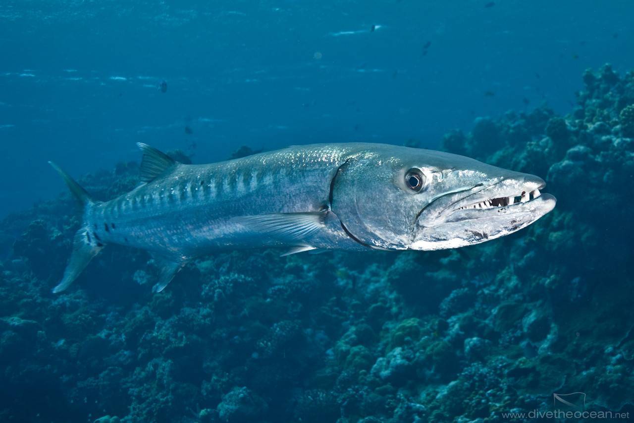 Барракуда - описание рыбы, где обитает, виды