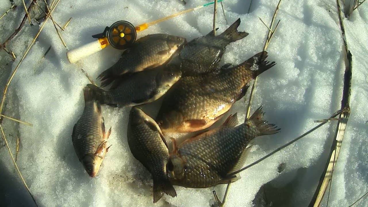 Ловля карася в начале зимы – рыбалке.нет