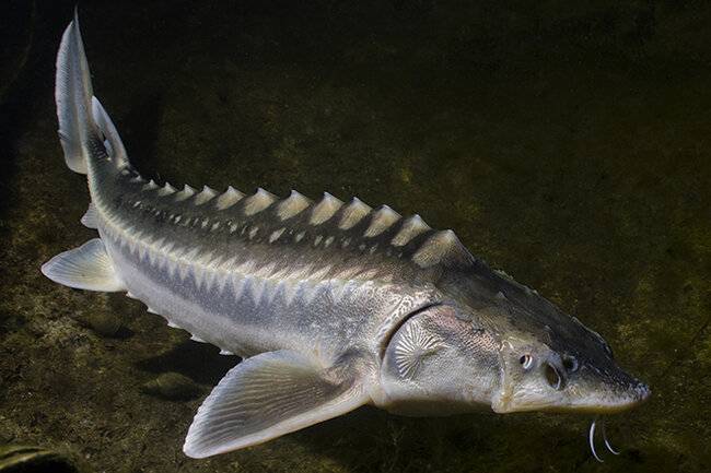 Рыба осетр — как выглядит, где обитает и сколько живет,основные виды семейства осетровых