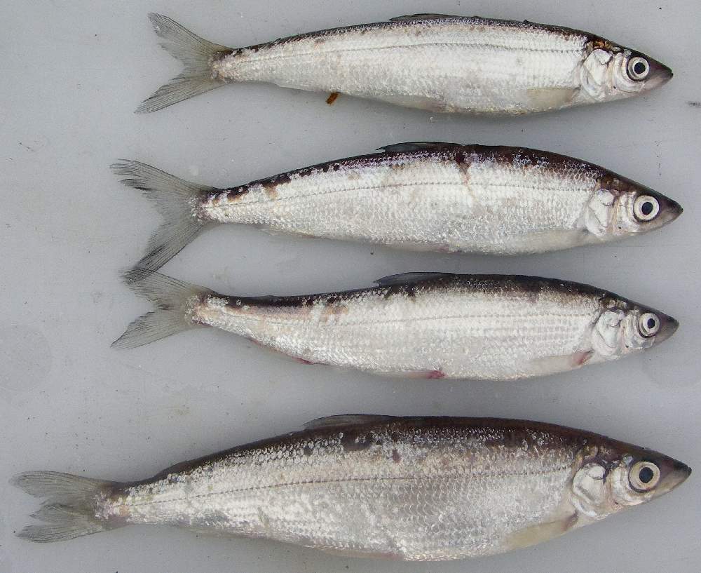 Отряд лососеобразных пород включает в себя крупное семейство всех видов сиговых рыб