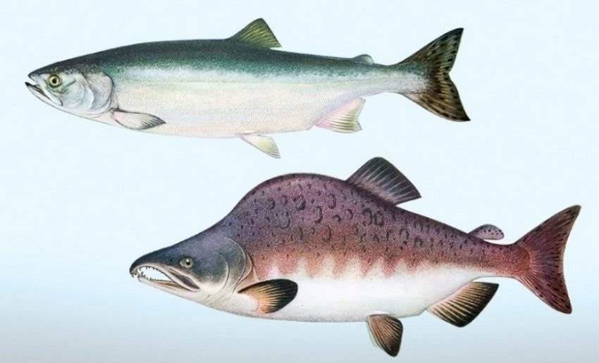 Описание рыбы горбуша: вес, размеры, нерест, чем питается, самка и самец