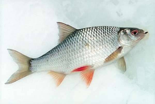 Чебак или сибирская плотва — рыба, которую приятно ловить