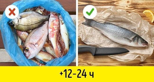 Как сохранить рыбу: на рыбалке без холодильника