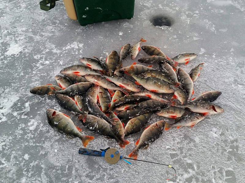 Зимняя и летняя рыбалка на можайском водохранилище в подмосковье на рыболовной базе отдыха