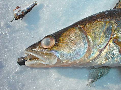 Ловля берша зимой - читайте на сatcher.fish