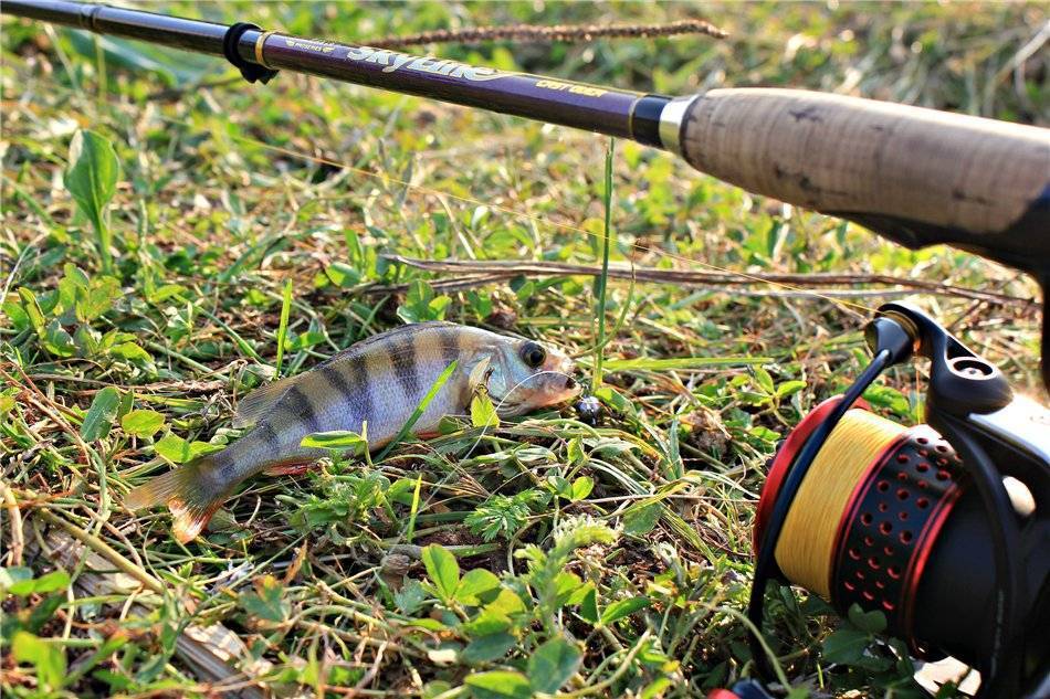 Ловля окуня на спиннинг: как ловить с берега, выбор снастей для рыбалки