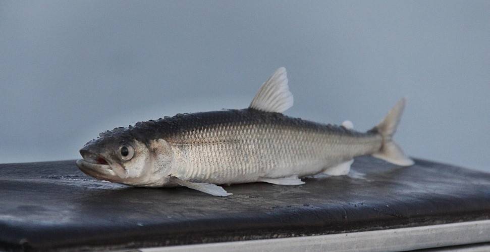 Рыба усач – фото и описание