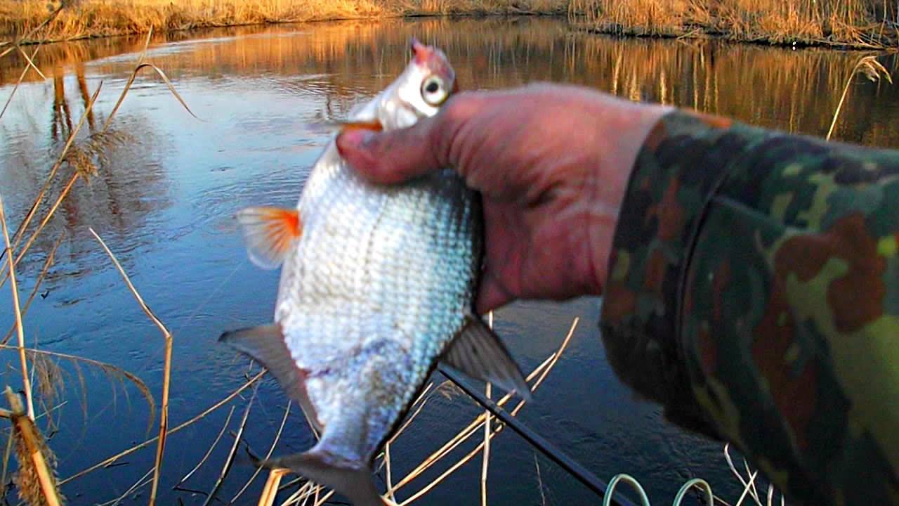 Ловля плотвы весной на фидер, секреты рыбалки на озере в апреле