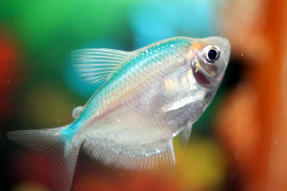Стеклянный окунь – прозрачная рыба для дома