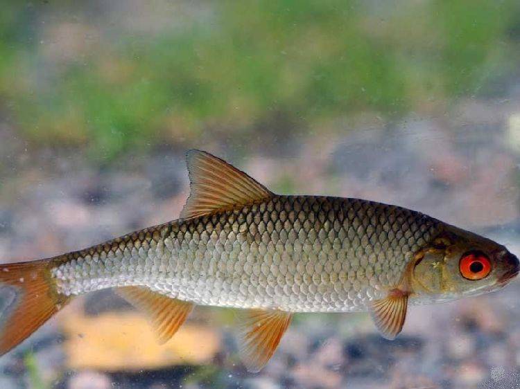 Рыба плотва: места обитания и разновидности, чем питается, особенности ловли и приготовления сороги