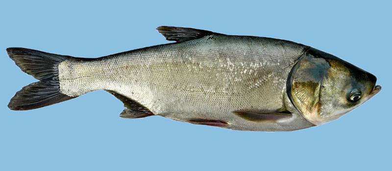 Рыба толстолобик: как выглядит, где водится, какой у нее максимальный вес и пищевая ценность