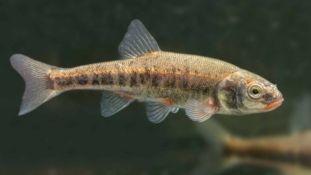 Рыба гольян обыкновенный, или речной: описание и фото, условия содержания в аквариуме