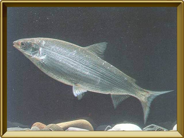Нельма: описание рыбы, распространение, питание, нерест и выращивание