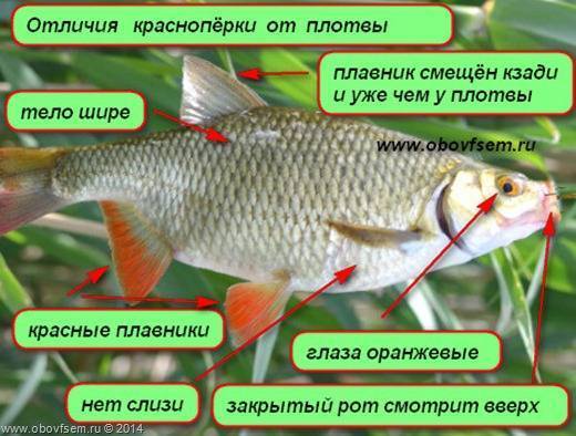 Рыба плотва фото и описание