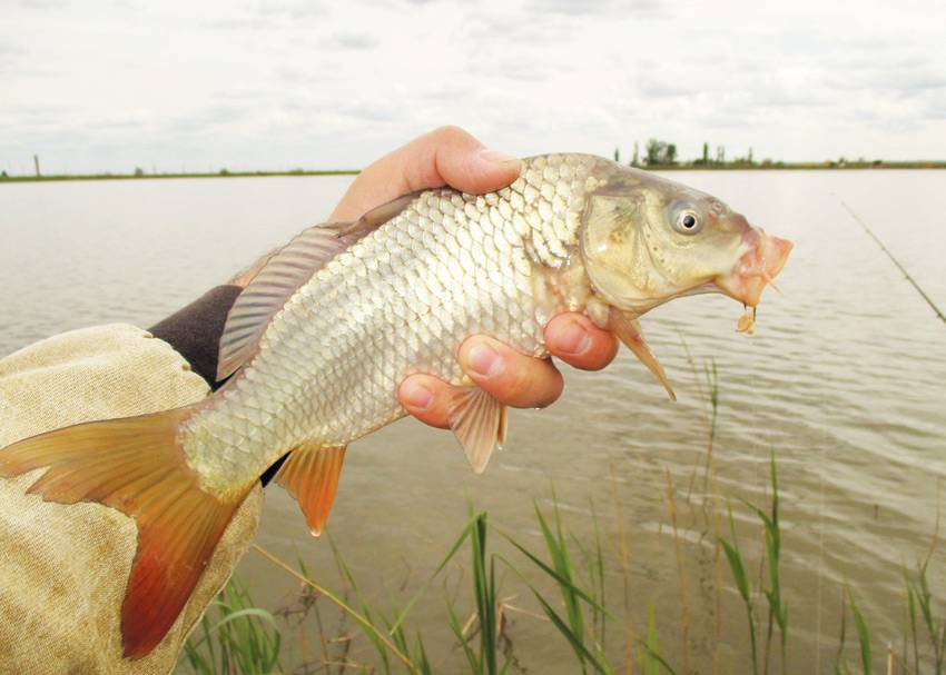Платная рыбалка в приволжском федеральном округе россии, каталог платных водоемов