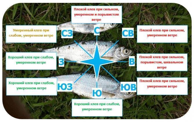 Почему не клюет рыба: основные причины слабого клева сегодня и влияние ветра и дождя на улов