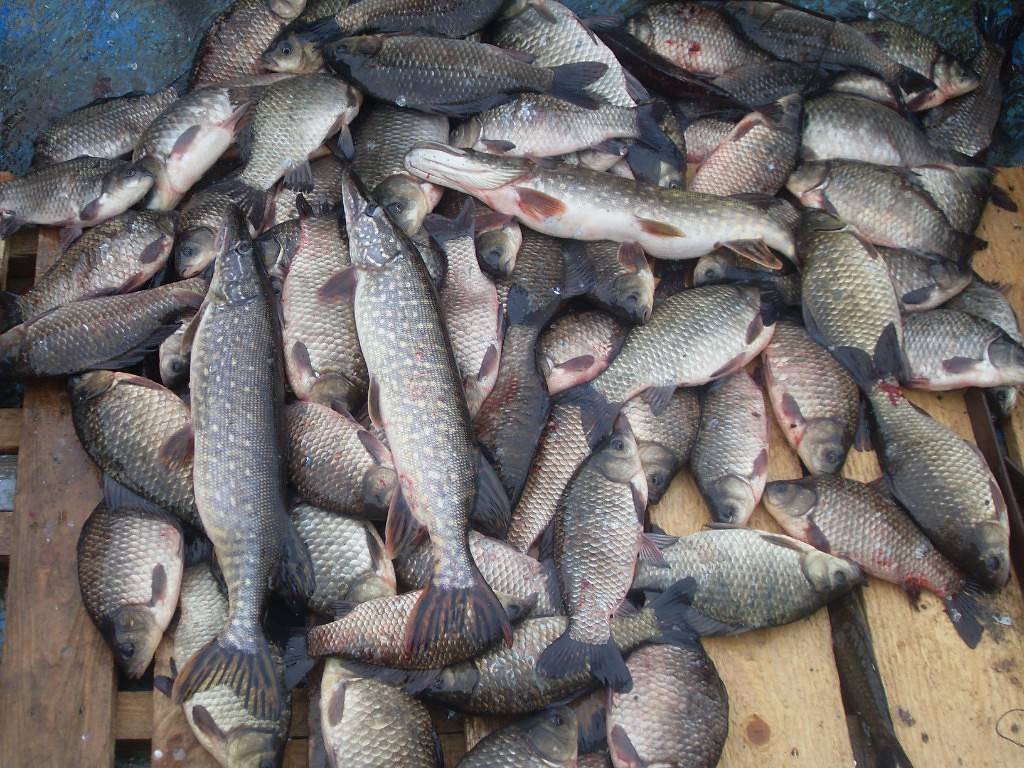 Река сестра московской области: особенности рыбалки, какая рыба водится, где лучше ловить