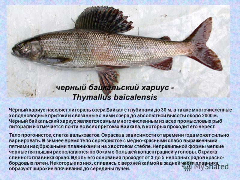 Рыбы сибири
хариус (thymallus thymallus)