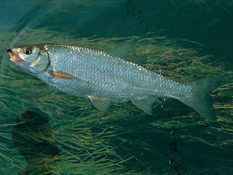 Рыбы байкала - самые популярные и уникальные представители озера (105 фото и видео)