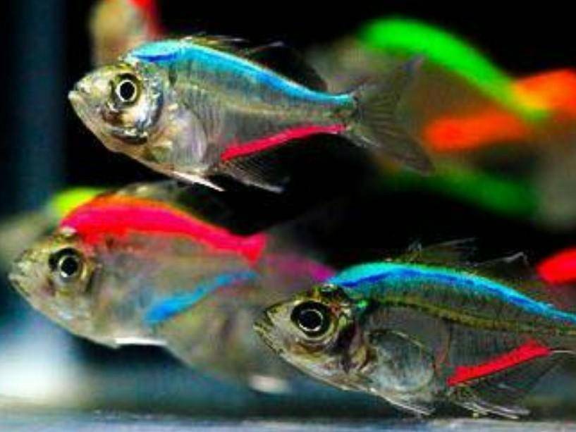Прозрачные рыбки для аквариума: виды с фото и описанием
прозрачные рыбки для аквариума: виды с фото и описанием