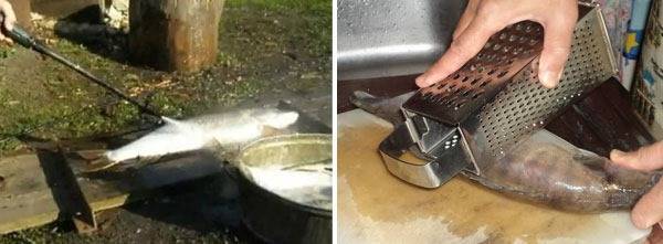 Как правильно очистить рыбу от чешуи