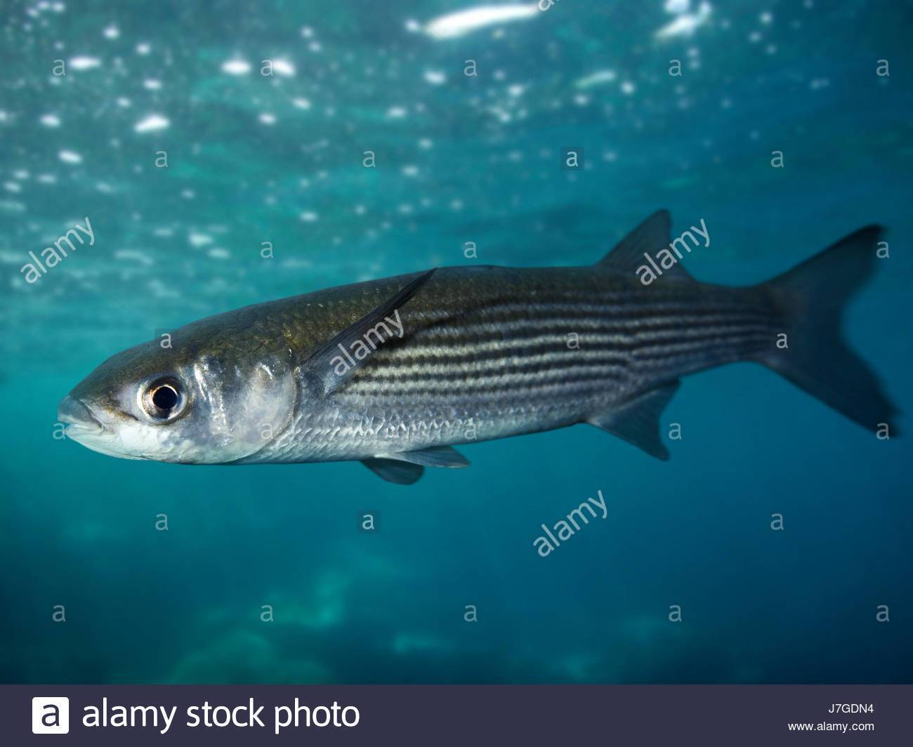 Рыбки тетры - фото и описания видов