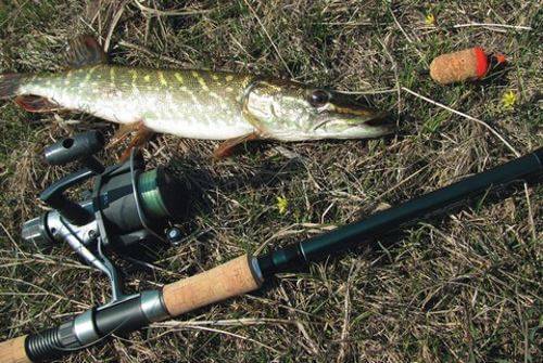 Как ловить щуку? как ловить щуку на живца - советы рыбаков :: syl.ru