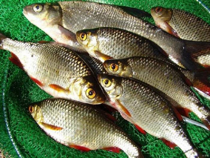 Плотва – разновидности и отличия от других рыб, приготовление и польза на ydoo.info
