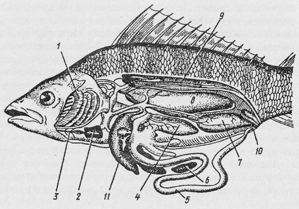 Костистые рыбы (teleostei) и их строение