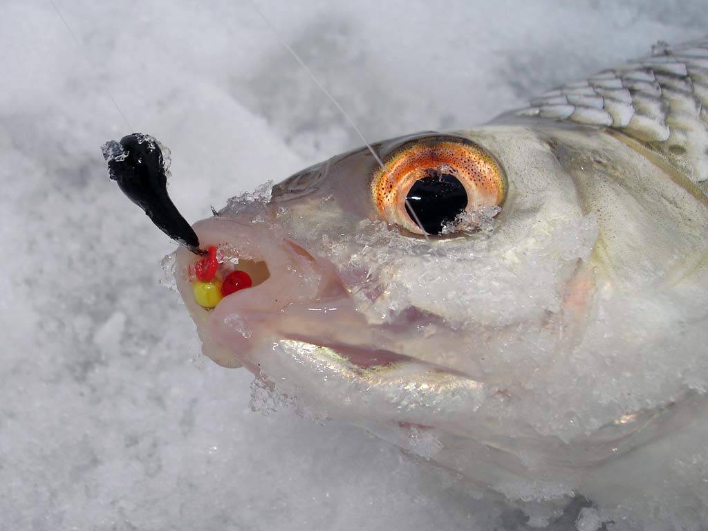 Рыбалка на безмотылку зимой