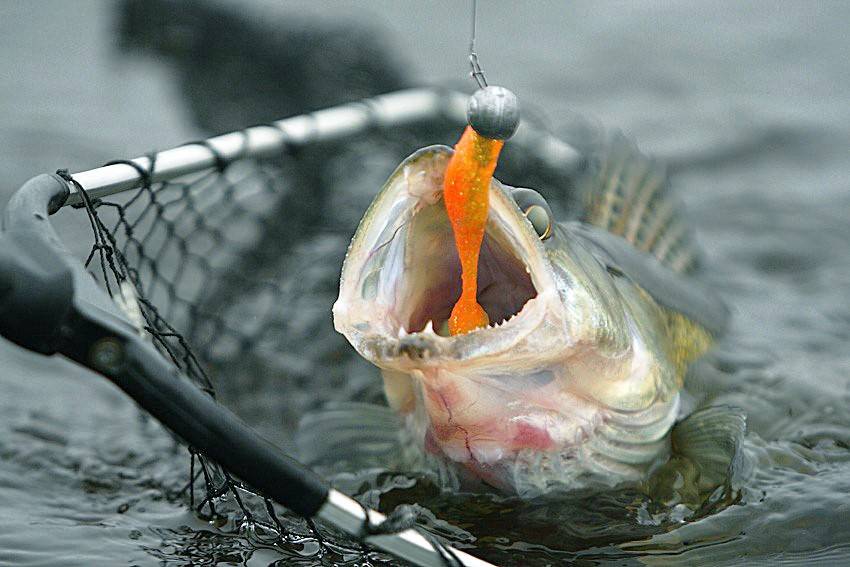 Клюет ли рыба в дождь