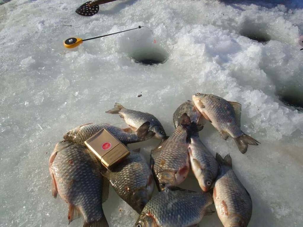 Рыбалка в башкирии: где можно порыбачить (в апреле, октябре или феврале), рыбные места