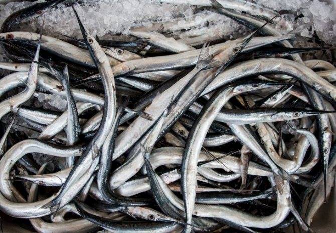 Сарган (garfish) — описание, как ловить и на что