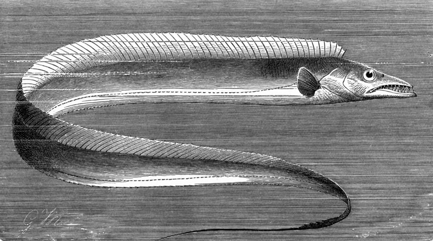 Рыбка вуалехвост: содержание и уход, как выглядит, виды (ситцевый), сколько живут, фото, размножение, совместимость