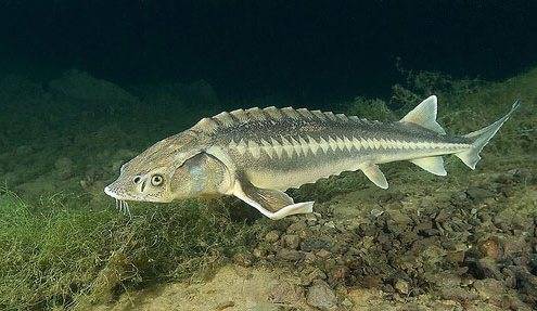 Рыба «Осётр персидский» фото и описание
