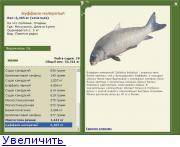 Рыба капля — полная информация, описание и образ жизни