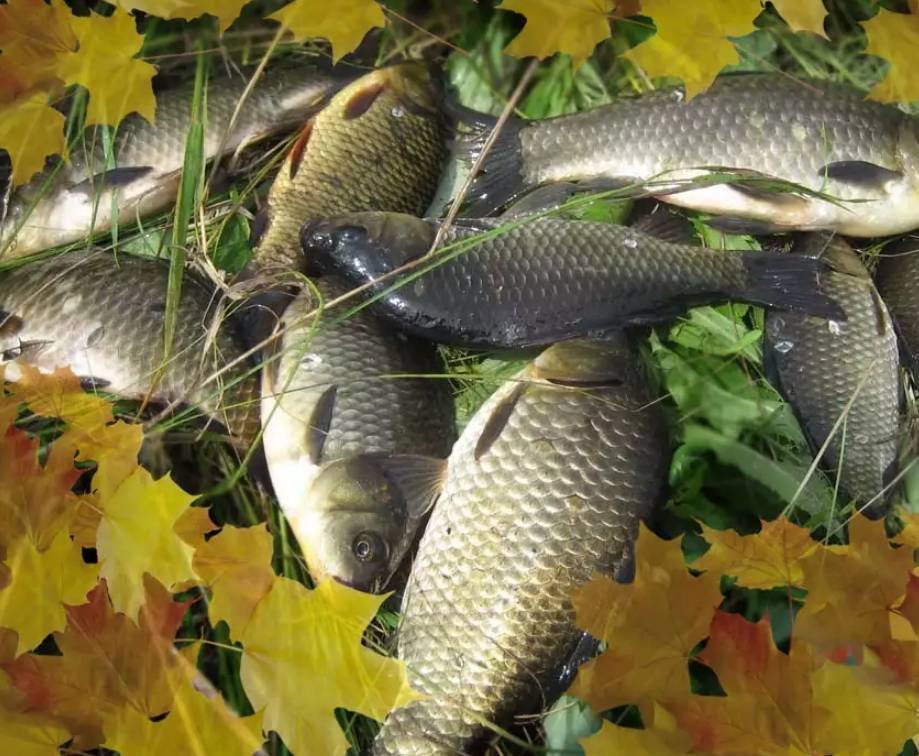 Рыбалка в октябре или сезон трофеев в календаре рыбака