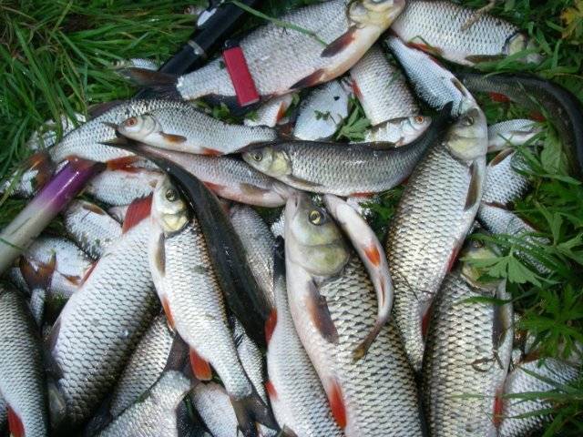 Рыбалка на озере ильмень: отзывы, какая рыба водится, лучшие места для ловли