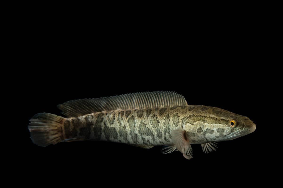 Змееголов: описание рыбы и пособие для начинающих как поймать змееголова (135 фото + видео)